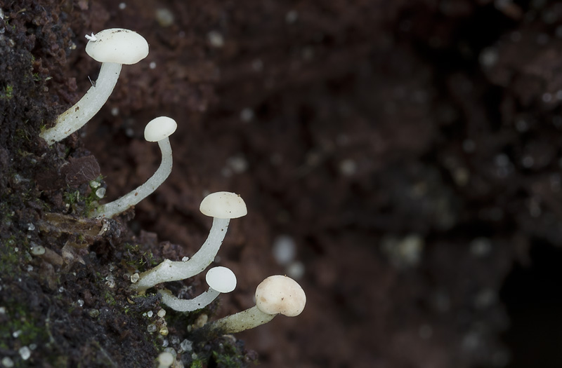 Cudoniella acicularis